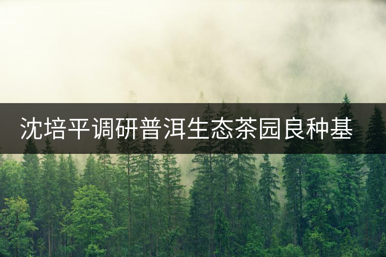 沈培平調(diào)研普洱生態(tài)茶園良種基地