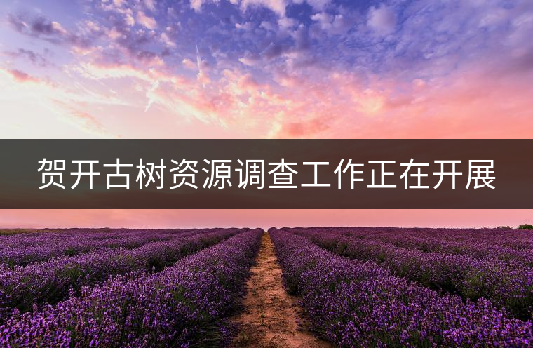 賀開(kāi)古樹資源調(diào)查工作正在開(kāi)展