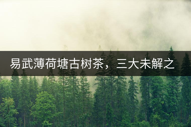 易武薄荷塘古樹茶，三大未解之謎