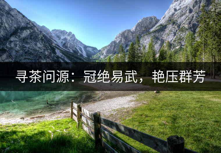 尋茶問源：冠絕易武，艷壓群芳