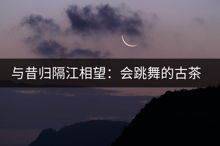 與昔歸隔江相望：會(huì)跳舞的古茶樹(shù)