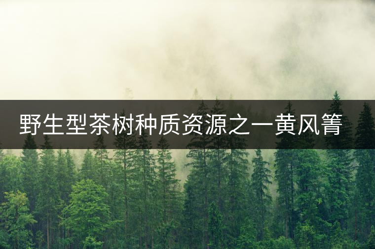 野生型茶樹種質(zhì)資源之一黃風箐茶