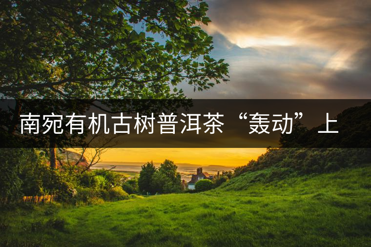 南宛有機(jī)古樹(shù)普洱茶“轟動(dòng)”上海灘