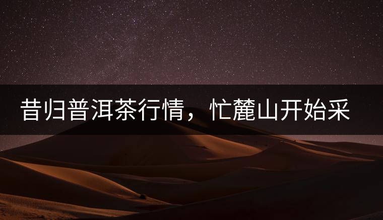 昔歸普洱茶行情，忙麓山開(kāi)始采制春茶