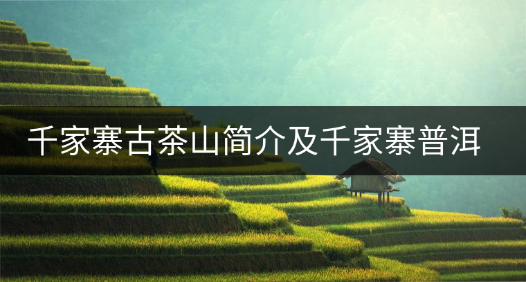 千家寨古茶山簡介及千家寨普洱茶的品質(zhì)特點 千家寨古茶山簡介及千家寨普洱茶的品質(zhì)特點