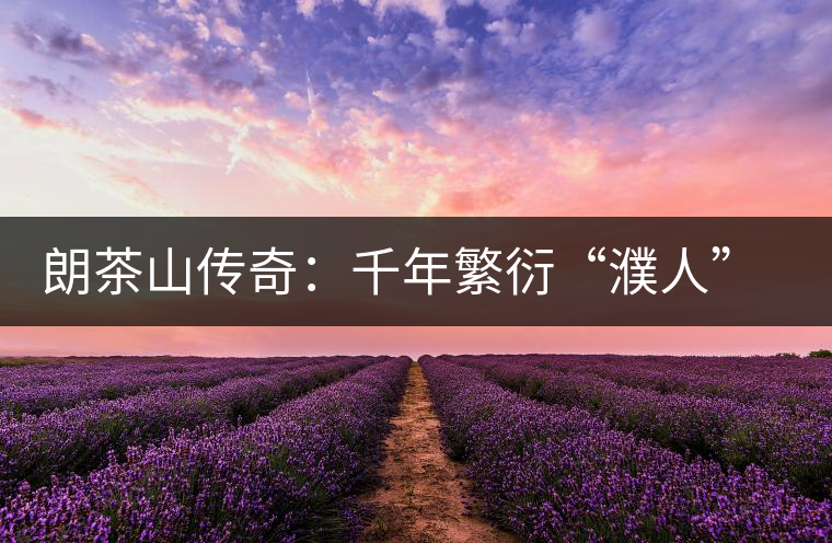 朗茶山傳奇:千年繁衍“濮人”茶 朗茶山傳奇:千年繁衍“濮人”茶