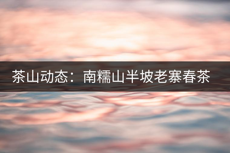 茶山動態(tài):南糯山半坡老寨春茶鮮葉收購啟動 茶山動態(tài):南糯山半坡老寨春茶鮮葉收購啟動