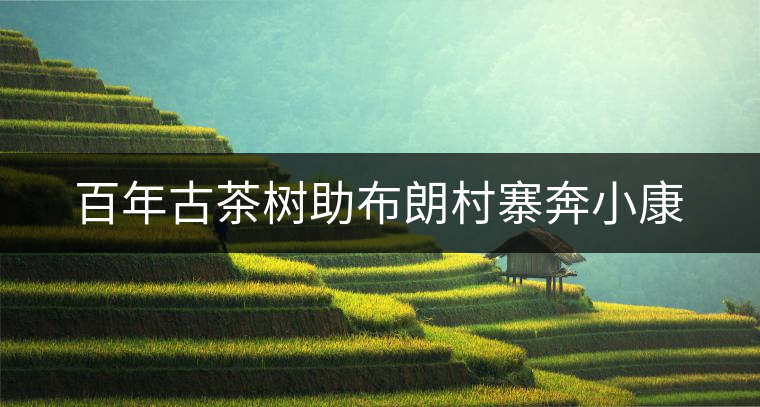 百年古茶樹助布朗村寨奔小康 百年古茶樹助布朗村寨奔小康
