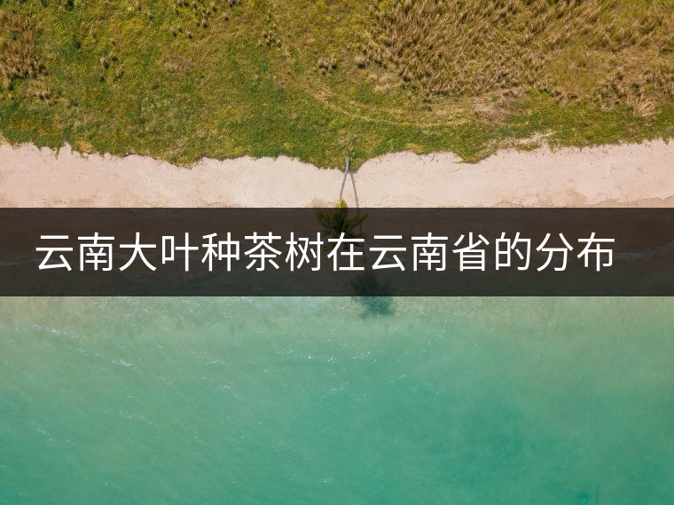 云南大葉種茶樹在云南省的分布情況