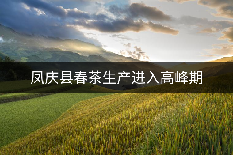 鳳慶縣春茶生產(chǎn)進入高峰期