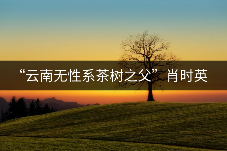 “云南無性系茶樹之父”肖時(shí)英—— 為了云茶根深葉茂 “云南無性系茶樹之父”肖時(shí)英—— 為了云茶根深葉茂