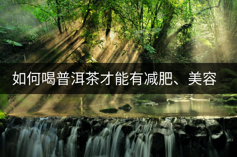 如何喝普洱茶才能有減肥、美容、抗癌之功效