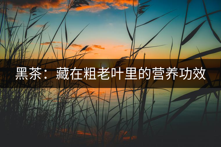 黑茶:藏在粗老葉里的營養(yǎng)功效 黑茶:藏在粗老葉里的營養(yǎng)功效