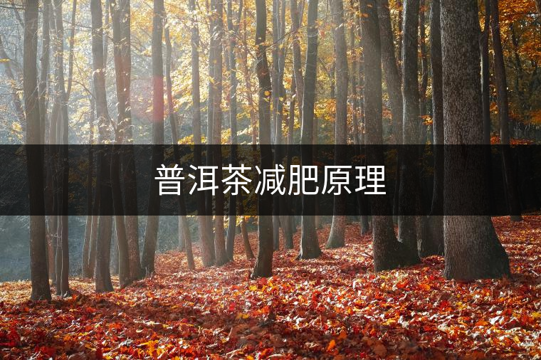 普洱茶減肥原理