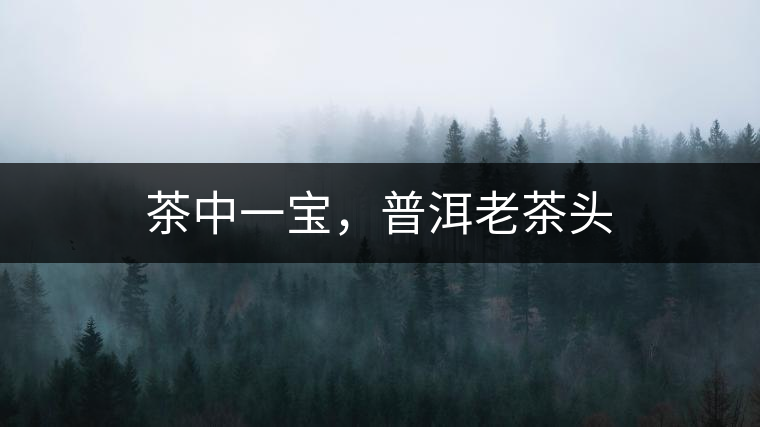 茶中一寶，普洱老茶頭