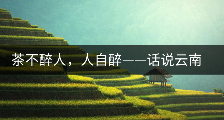 茶不醉人，人自醉——話說云南冰島普洱茶