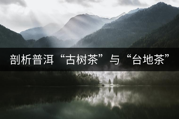 剖析普洱“古樹茶”與“臺(tái)地茶”