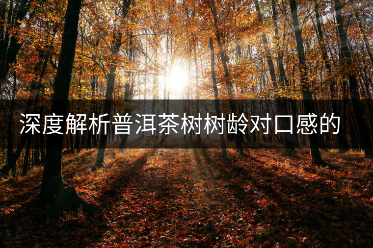 深度解析普洱茶樹樹齡對口感的影響