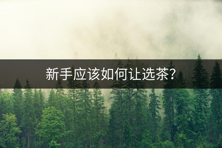 新手應(yīng)該如何讓選茶？
