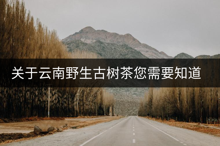 關(guān)于云南野生古樹茶您需要知道的 關(guān)于云南野生古樹茶您需要知道的
