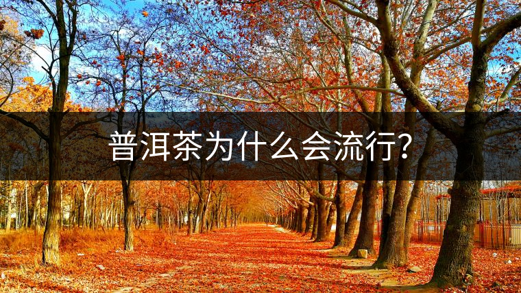 普洱茶為什么會流行？