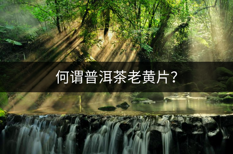 何謂普洱茶老黃片？
