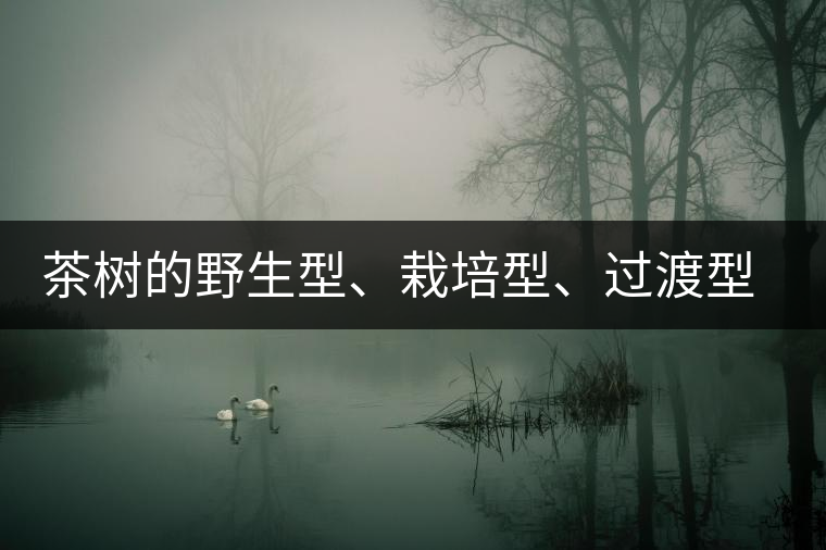 茶樹的野生型、栽培型、過渡型是怎么界定的？