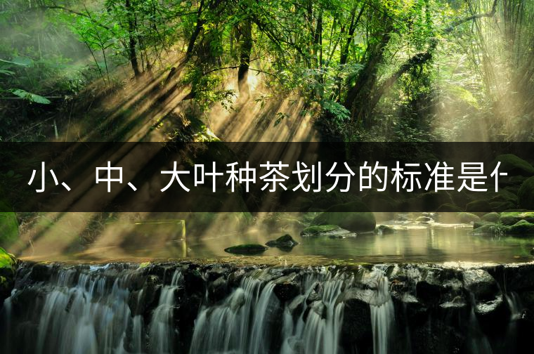 小、中、大葉種茶劃分的標(biāo)準(zhǔn)是什么？