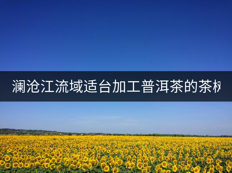 瀾滄江流域適臺加工普洱茶的茶樹品種有哪些?各有什么特點(diǎn)?