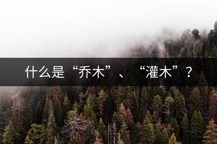 什么是“喬木”、“灌木”？