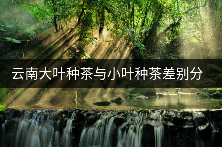 云南大葉種茶與小葉種茶差別分析研究 云南大葉種茶與小葉種茶差別分析研究