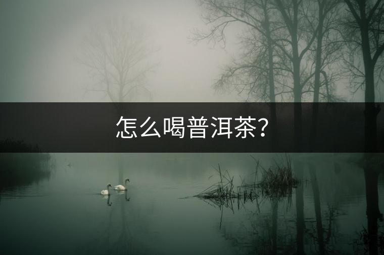 怎么喝普洱茶？