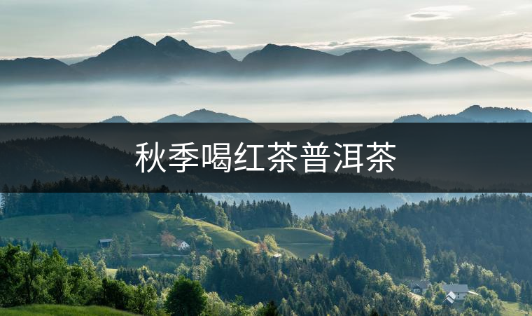 秋季喝紅茶普洱茶