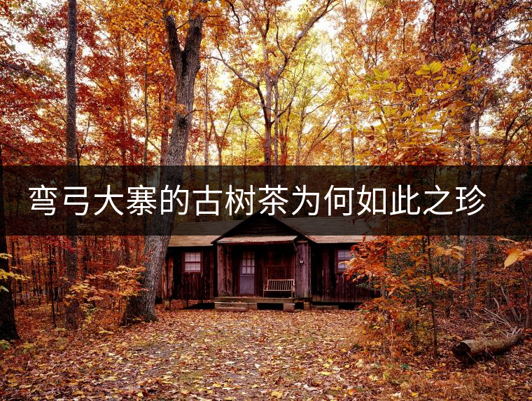 彎弓大寨的古樹茶為何如此之珍貴？