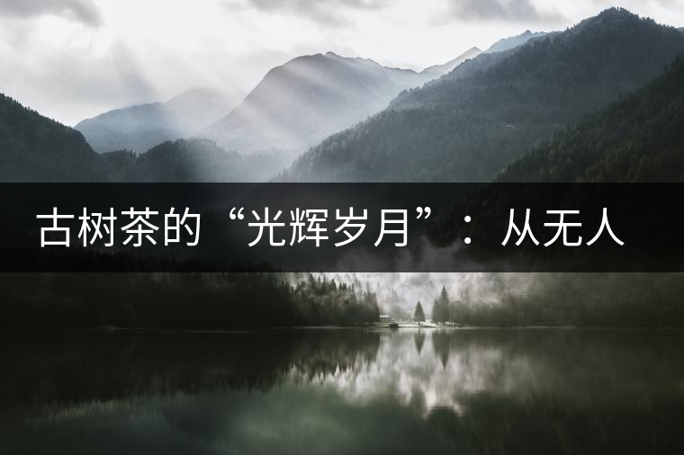 古樹茶的“光輝歲月”:從無人問津到火遍茶界 古樹茶的“光輝歲月”:從無人問津到火遍茶界