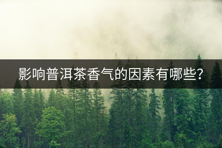 影響普洱茶香氣的因素有哪些？