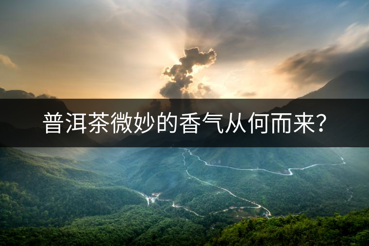 普洱茶微妙的香氣從何而來？