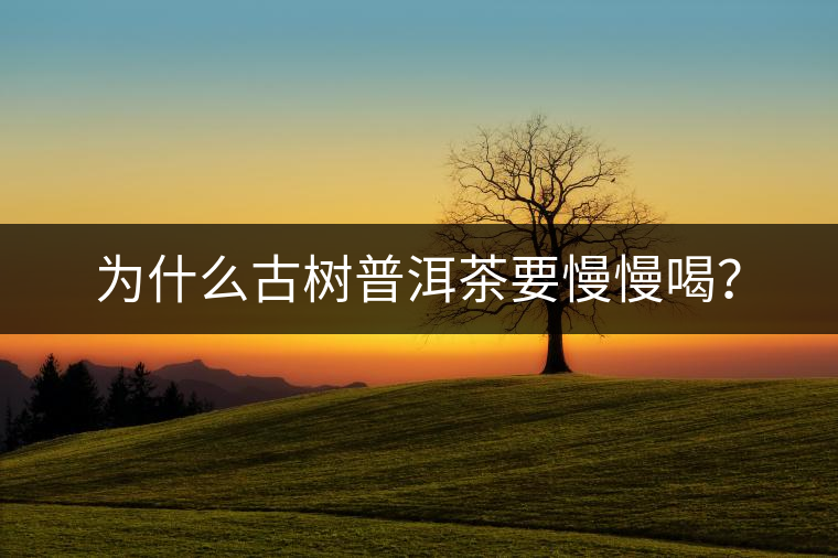 為什么古樹(shù)普洱茶要慢慢喝？