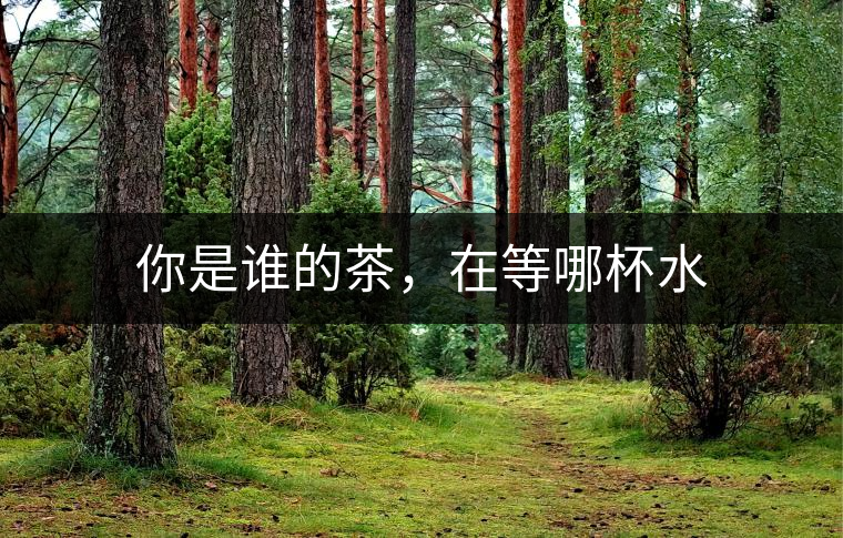 你是誰(shuí)的茶，在等哪杯水