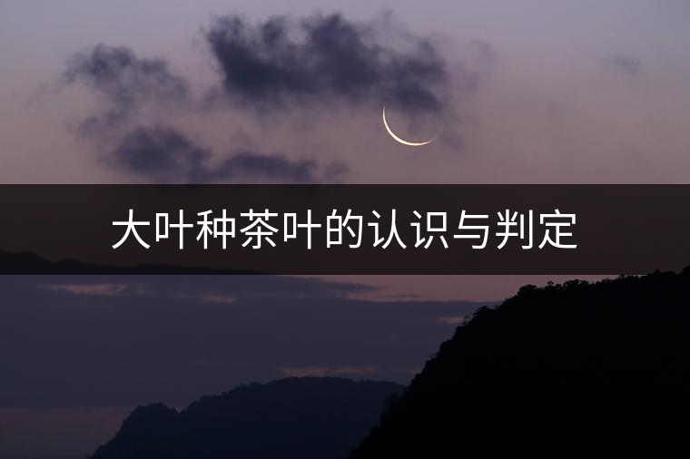 大葉種茶葉的認(rèn)識與判定