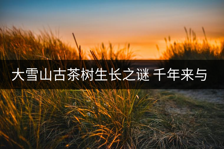 大雪山古茶樹生長(zhǎng)之謎 千年來(lái)與世隔絕 大雪山古茶樹生長(zhǎng)之謎 千年來(lái)與世隔絕