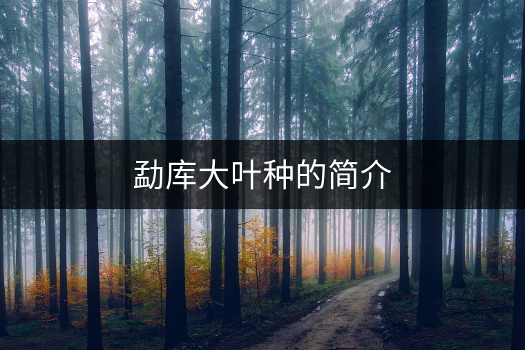 勐庫大葉種的簡(jiǎn)介 勐庫大葉種的簡(jiǎn)介