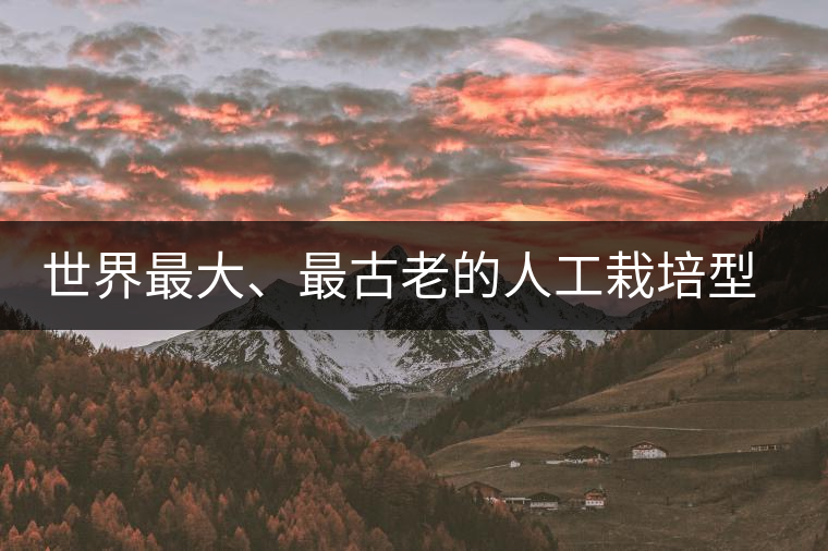 世界最大、最古老的人工栽培型的古茶樹(shù)——香竹箐茶祖