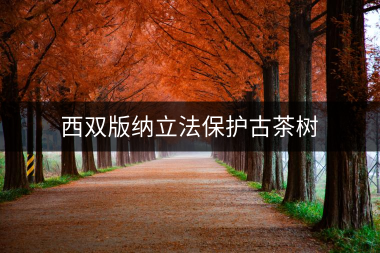 西雙版納立法保護古茶樹 西雙版納立法保護古茶樹