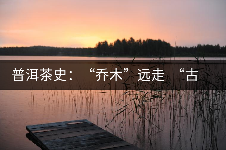普洱茶史：“喬木”遠(yuǎn)走  “古樹”時(shí)代的到來