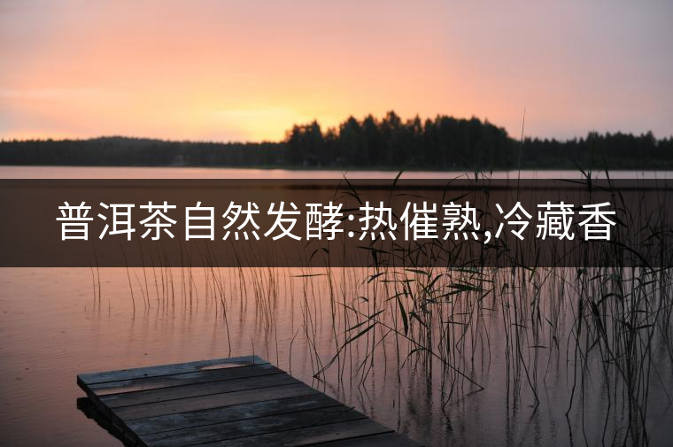 普洱茶自然發(fā)酵:熱催熟,冷藏香 普洱茶自然發(fā)酵:熱催熟,冷藏香