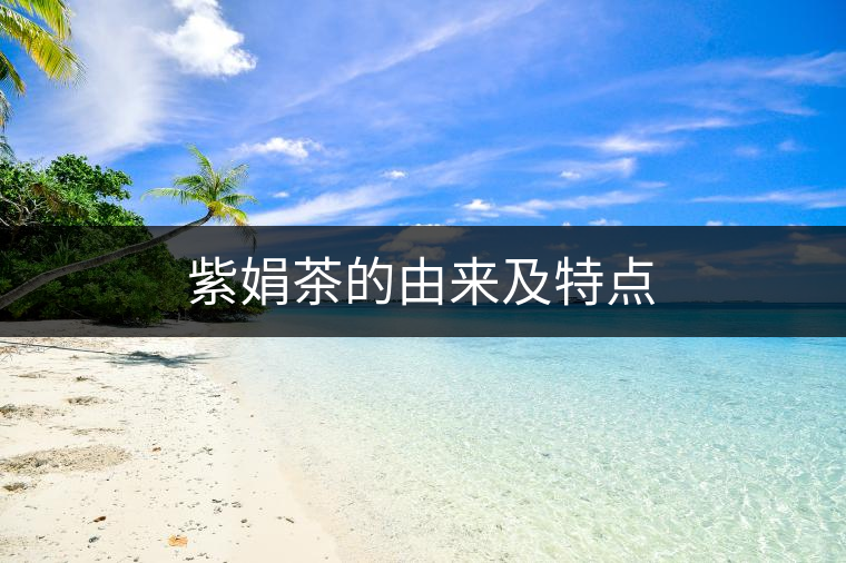 紫娟茶的由來及特點