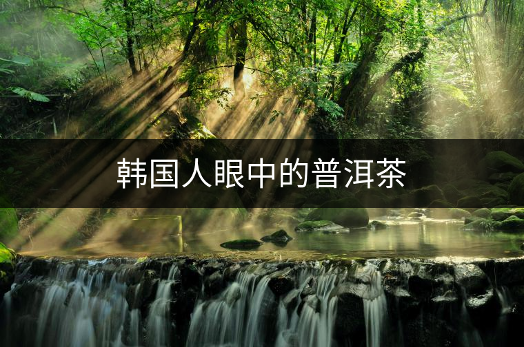 韓國人眼中的普洱茶