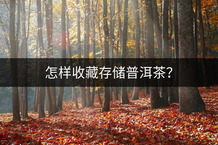 怎樣收藏存儲(chǔ)普洱茶？