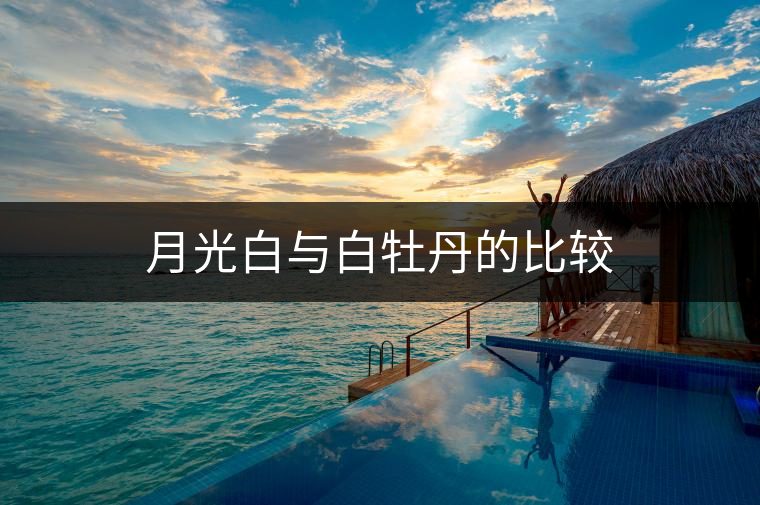 月光白與白牡丹的比較 月光白與白牡丹的比較